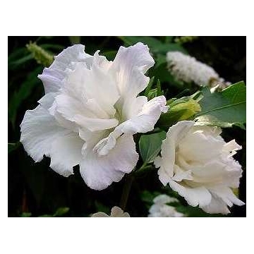 Hibiscus syriacus'Admiral Dewey'