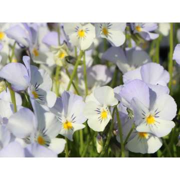 Viola cornuta'Milkmaid'