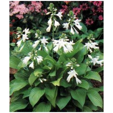 Hosta'Royal Standard'