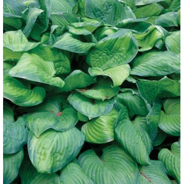 Hosta'Guacamole'