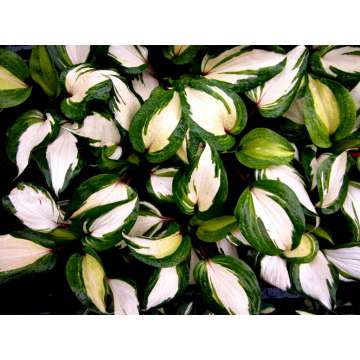 Hosta'Raspberry Sundae'