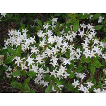 Azalea knaphill'Viscosum'