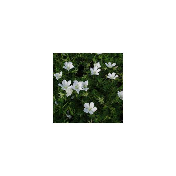 Geranium sanguineum'Snowflake'