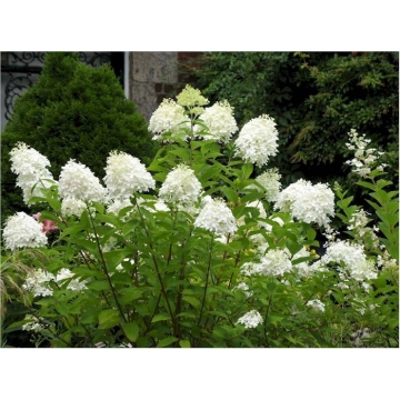 Hydrangea paniculata'Grandiflora'