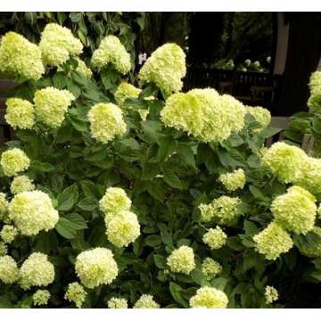 Hydrangea paniculata'Little Lime'