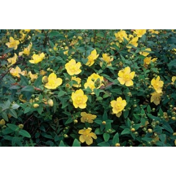 Hypericum dummeri'Peter Dummer