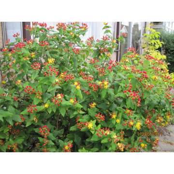 Hypericum inodorum'Elstead'