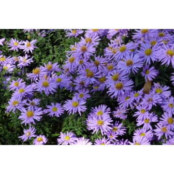 Aster dumosus'Prof.Anton Kippenberg'