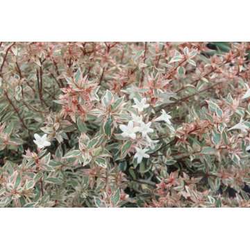 Abelia grandiflora'Confetii'