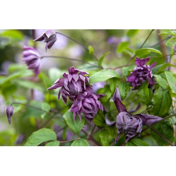 Clematis'Mary Rose'