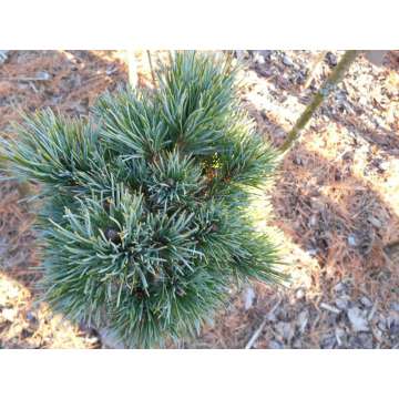 Pinus cembra'Ortler'
