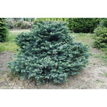 Abies procera'Bizarro'