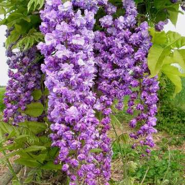 Wisteria florida'Violacea Plena'