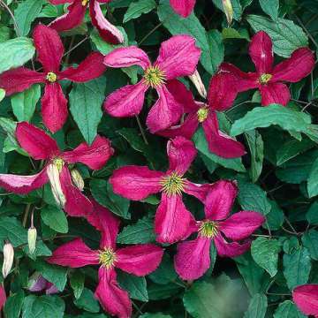 Clematis viticella'Sodertalje'