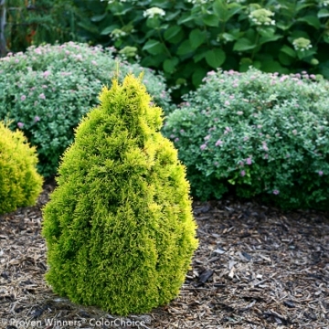 Thuja occidentalis'Filips Magic Moments'