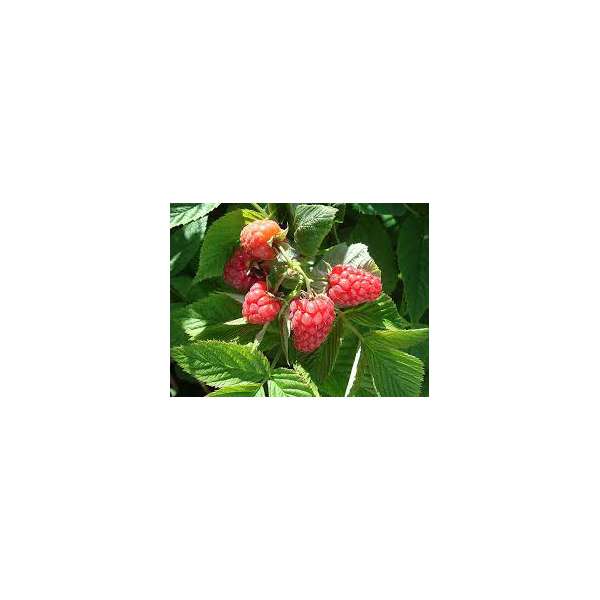 Framboos(rubus idaeus'Tulamagic')