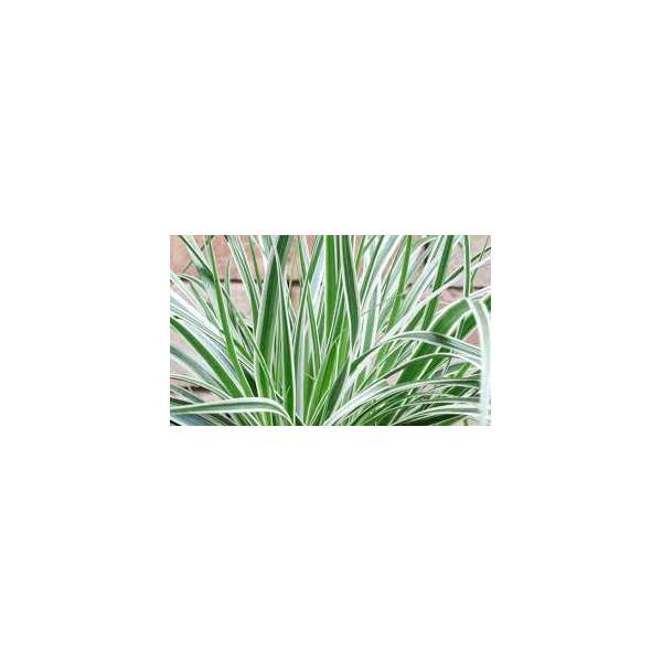 Carex oshimensis'Evercream'