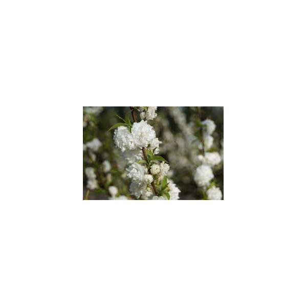 Prunus grandulosa'Albo Plena'