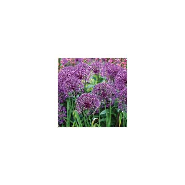 Allium'Purple Rain'