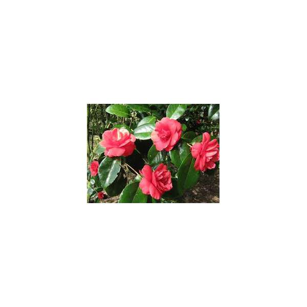 Camellia japonica'Adophe Audusson'