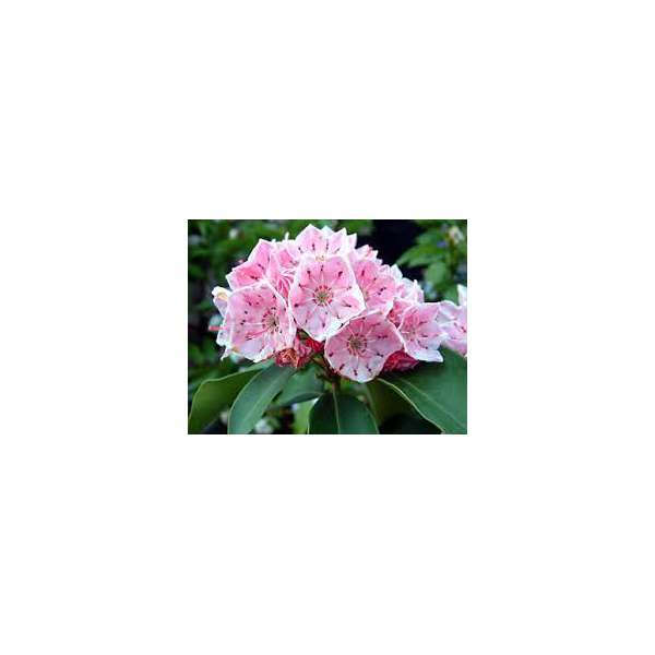 Kalmia latifolia'Moyland'