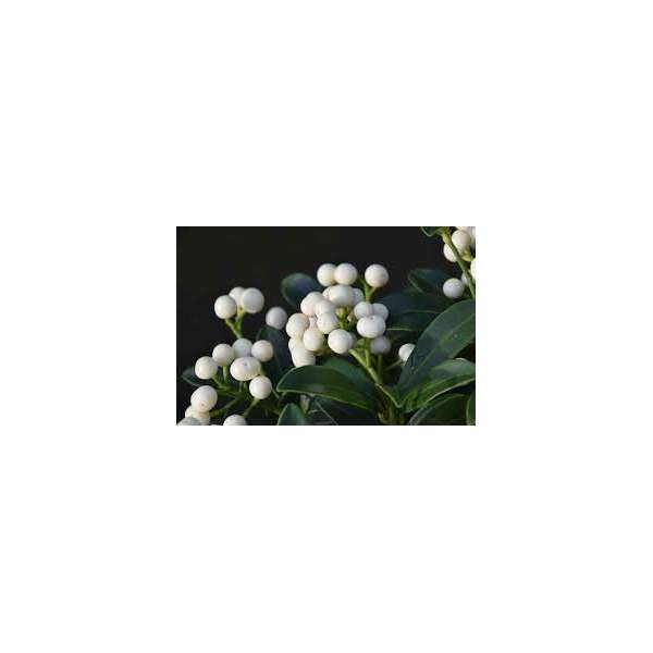 Skimmia japonica'Kew White'