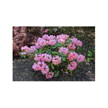 Rhododendron yakushimanum'Fantastica'