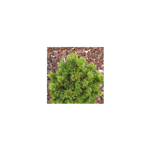 Pinus heldriechii'Nana'