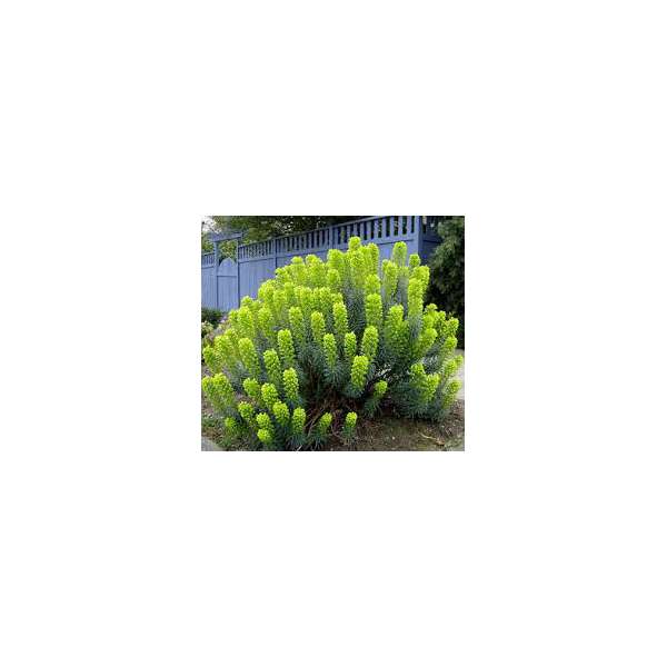 Euphorbia characias'Blue Wonder'