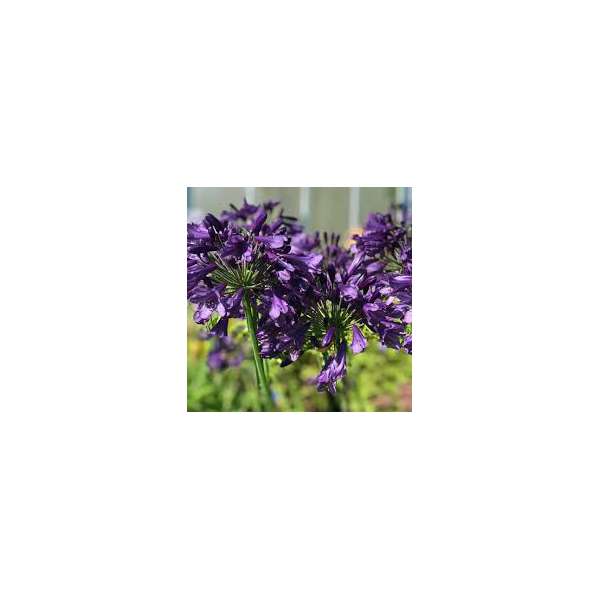 Agapanthus'Poppin Purple'