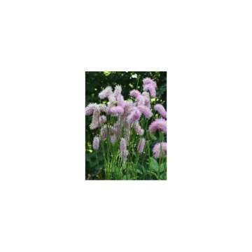 Sanguisorba'Pink Brushes'