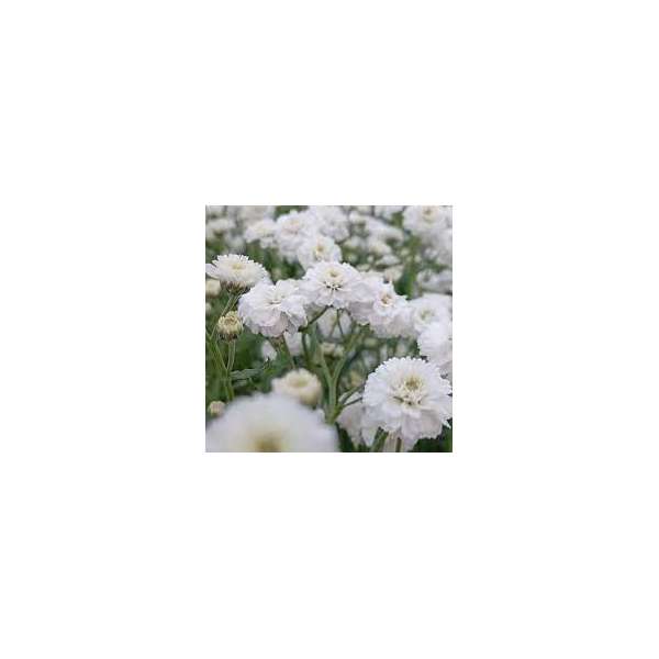 Achillea ptarmica'Peter Cottontail'