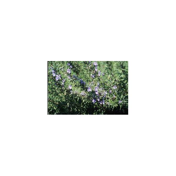 Rosmarinus officinalis'Rex'