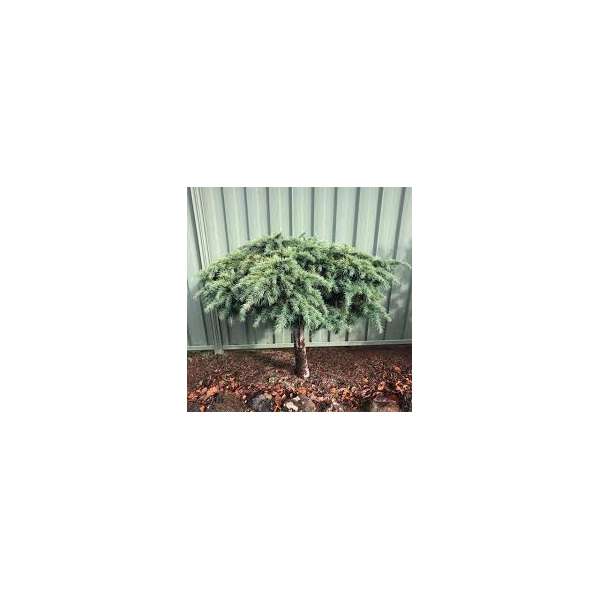 Cedrus libanii'Hedgehog'