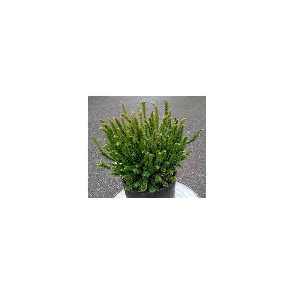 Cryptomeria japonica'Dinger'