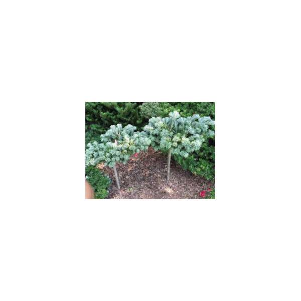 Abies veitchii'Rumburk'