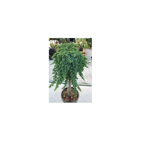 Juniperus procumbens'Nana'