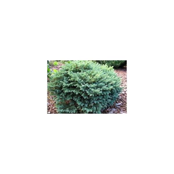 Picea mariana'Nana'