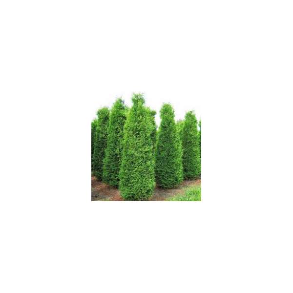 Thuja occidentalis'King of Brabant'