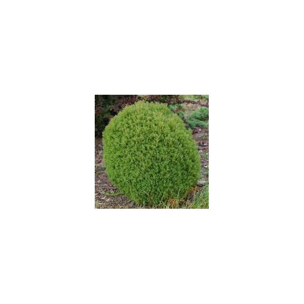 Thuja occidentalis'Teddy'