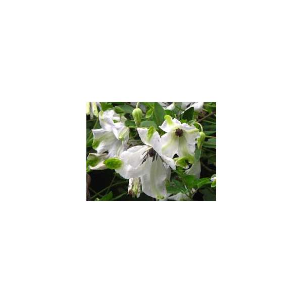 Clematis viticella'Alba Luxurians'