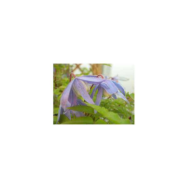 Clematis alpina