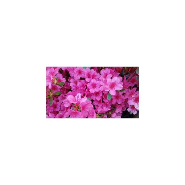 Azalea japonica'Conny'