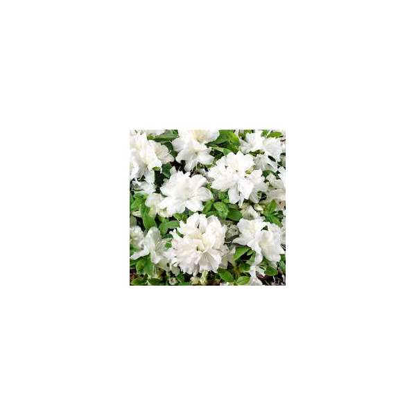 Azalea japonica'Pleasant White'