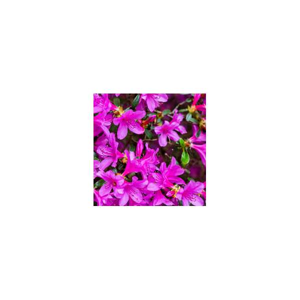 Azalea japonica'Violetta'