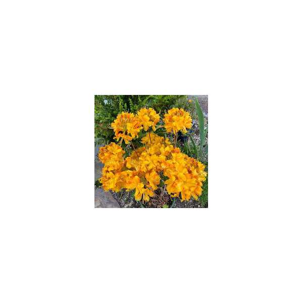 Azalea knaphill'Klondyke'