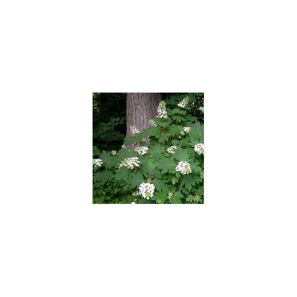 Hydrangea quercifolia'Alice'