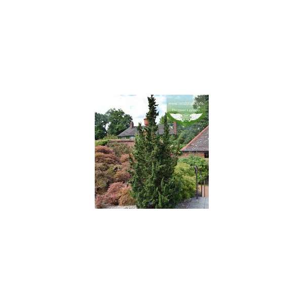 Chamaecyparis lawsoniana'Little Spire'