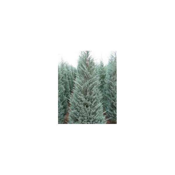 Juniperus scopulorum'Moonglow'