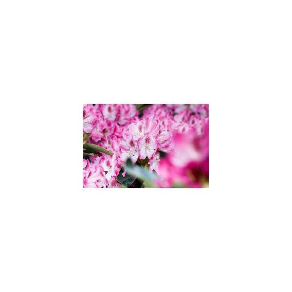 Rhododendron'Helen Martin'